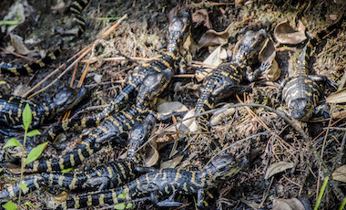 Baby Alligators - Okefenokee Swamp