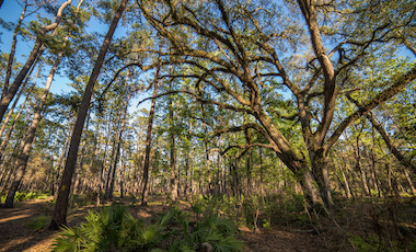 Billy's Island Trees - Stephen C. Foster State Park - Okefenokee Swamp