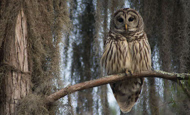 Barred Owl in Tree - Okefenokee Swamp