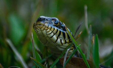 Banded Water Snake - Okefenokee Swamp