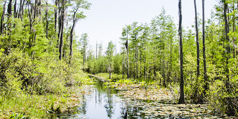 Okefenokee Swamp Park Canal