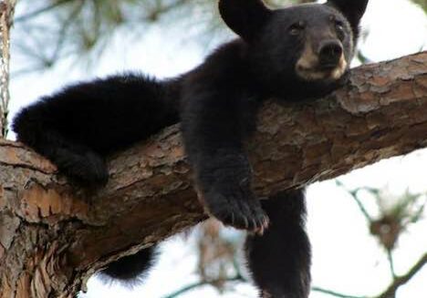 Black Bear Cub - Stephen C. Foster State Park - Okefenokee Swamp